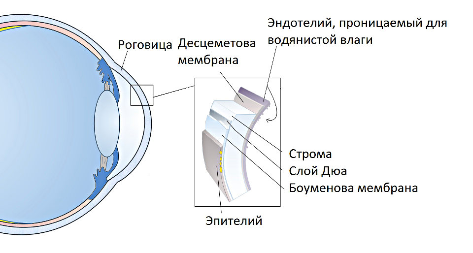 Эндотелиальная дистрофия роговицы глаза (Фукса)